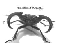 Hexarthrius-buquettii4-1024-768.jpg