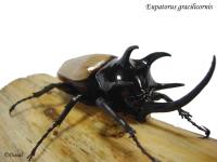 Eupatorus-gracilicornis-1024-768.jpg