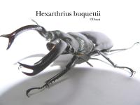 Hexarthrius-buquettii-1024-768.jpg
