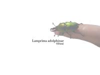 Lamprima-adolphinae-1024-768.jpg