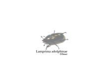 Lamprima-adolphinae2-1024-768.jpg