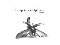 Lamprima-adolphinae4-1024-768.jpg