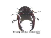 Prosopocoilus-astacoides3-1024-768.jpg