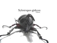 Xylotrupes-gideon7-1024-768.jpg