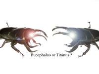 bucephalus-titanus-1024-768.jpg